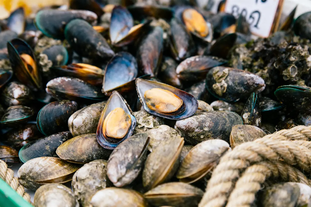 Saison des Moules : Quand déguster et astuces incontournables ?