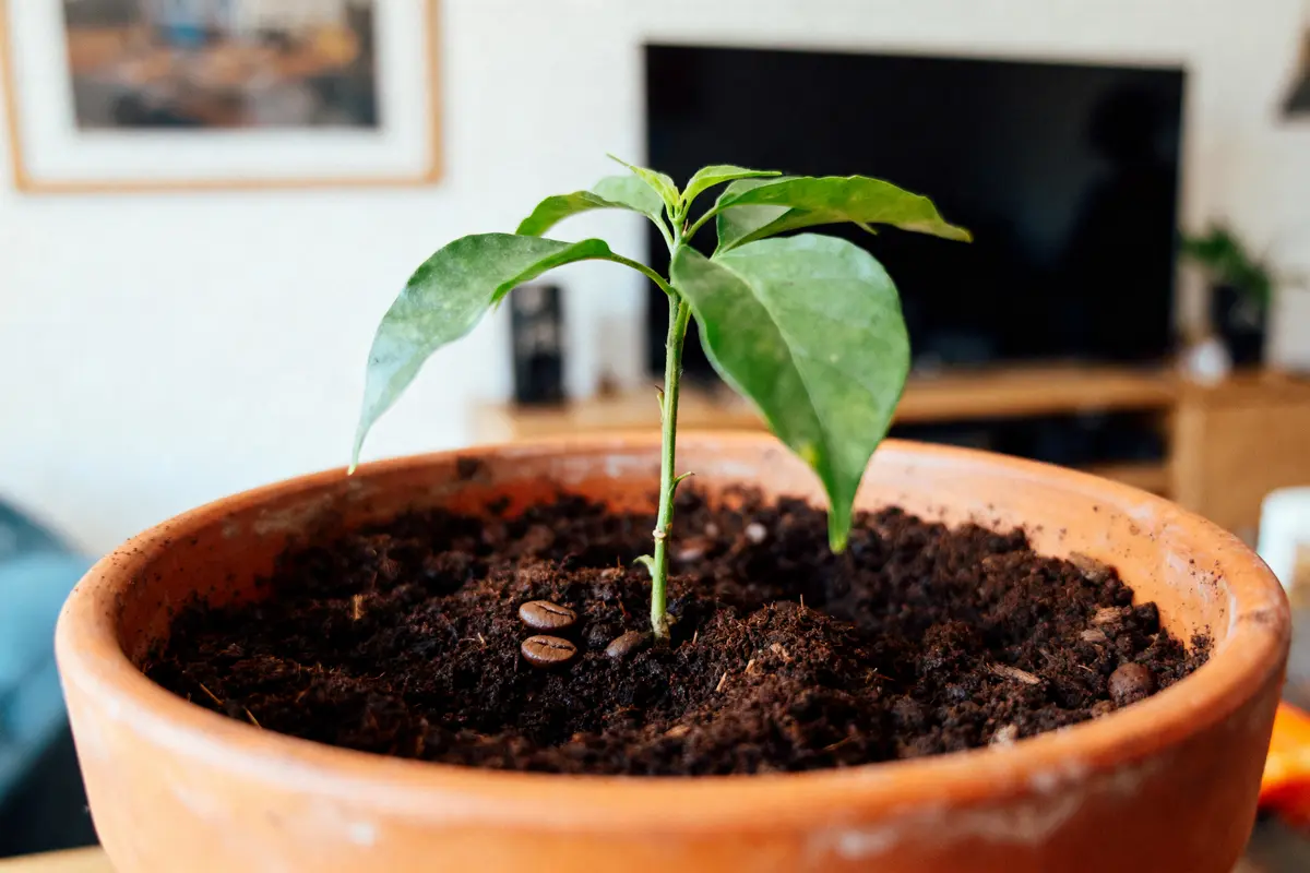 Quelle plante n’aime pas le marc de café ? Voici 10 à éviter !